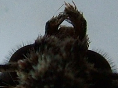 Pale-shouldered Brocade